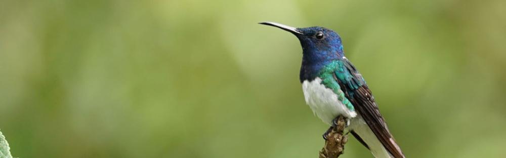 Bird in Quito